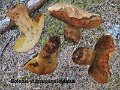 Butyriboletus subappendiculatus-amf311